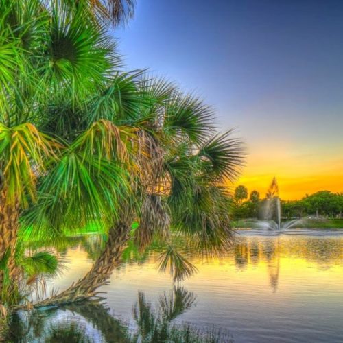 Green palm tree and lake in the background at sunset