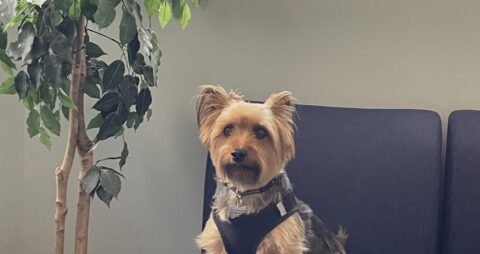 Ellie Mental Health Clinton Township, MI Clinic Therapy Dog