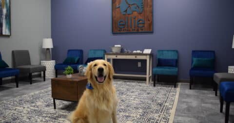 Tex the Therapy Dog in the Ellie Mental Health South Austin Dripping Springs, TX Clinic Lobby