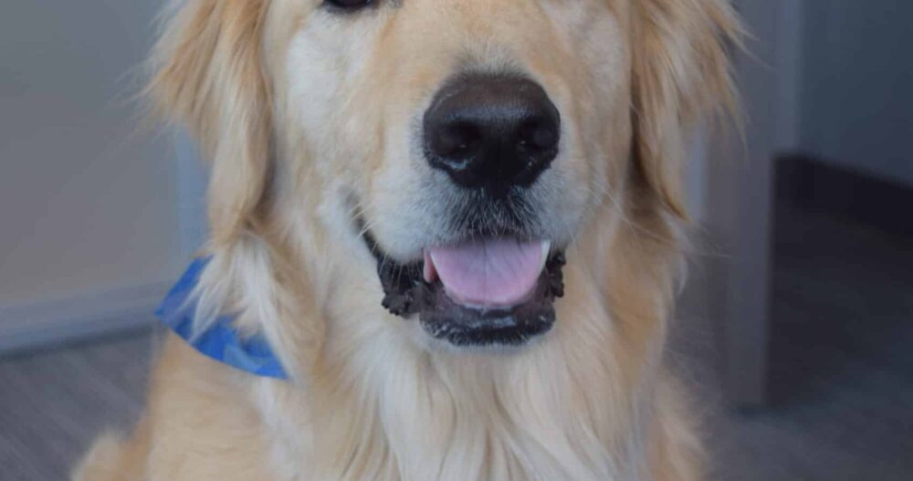 Tex the Therapy Dog