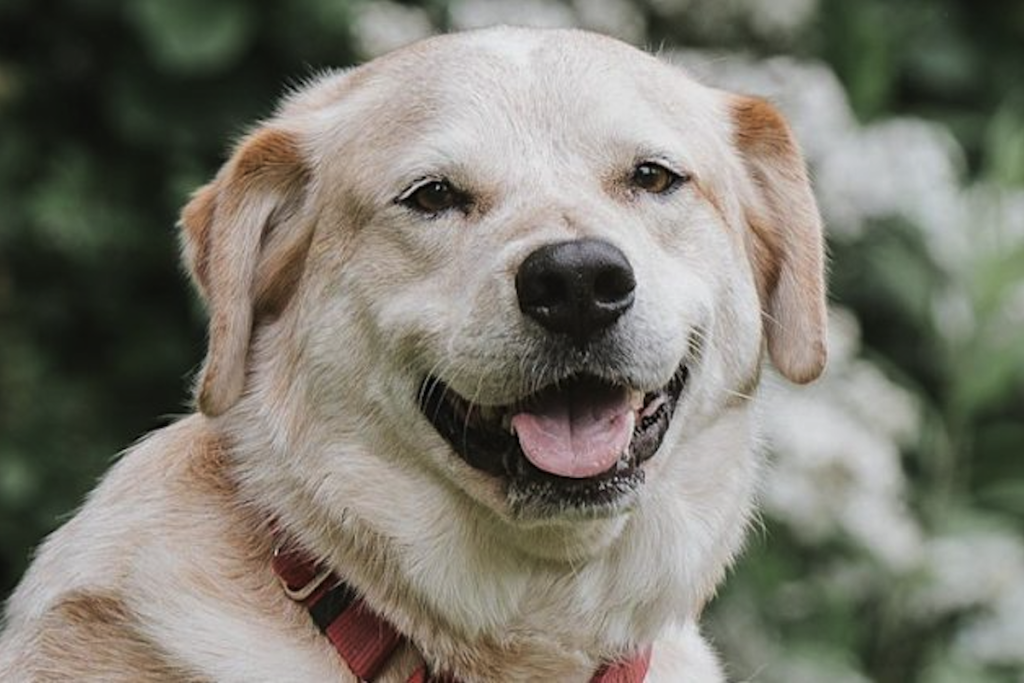 One of the dogs featured at the Ellie Mental Health hosted Animal-Assisted Therapy training in Peabody, MA