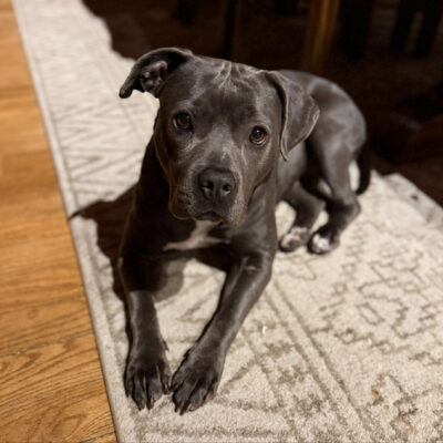 Luna headshot